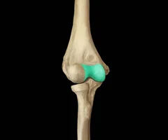 spool-shaped medial side of distal end 