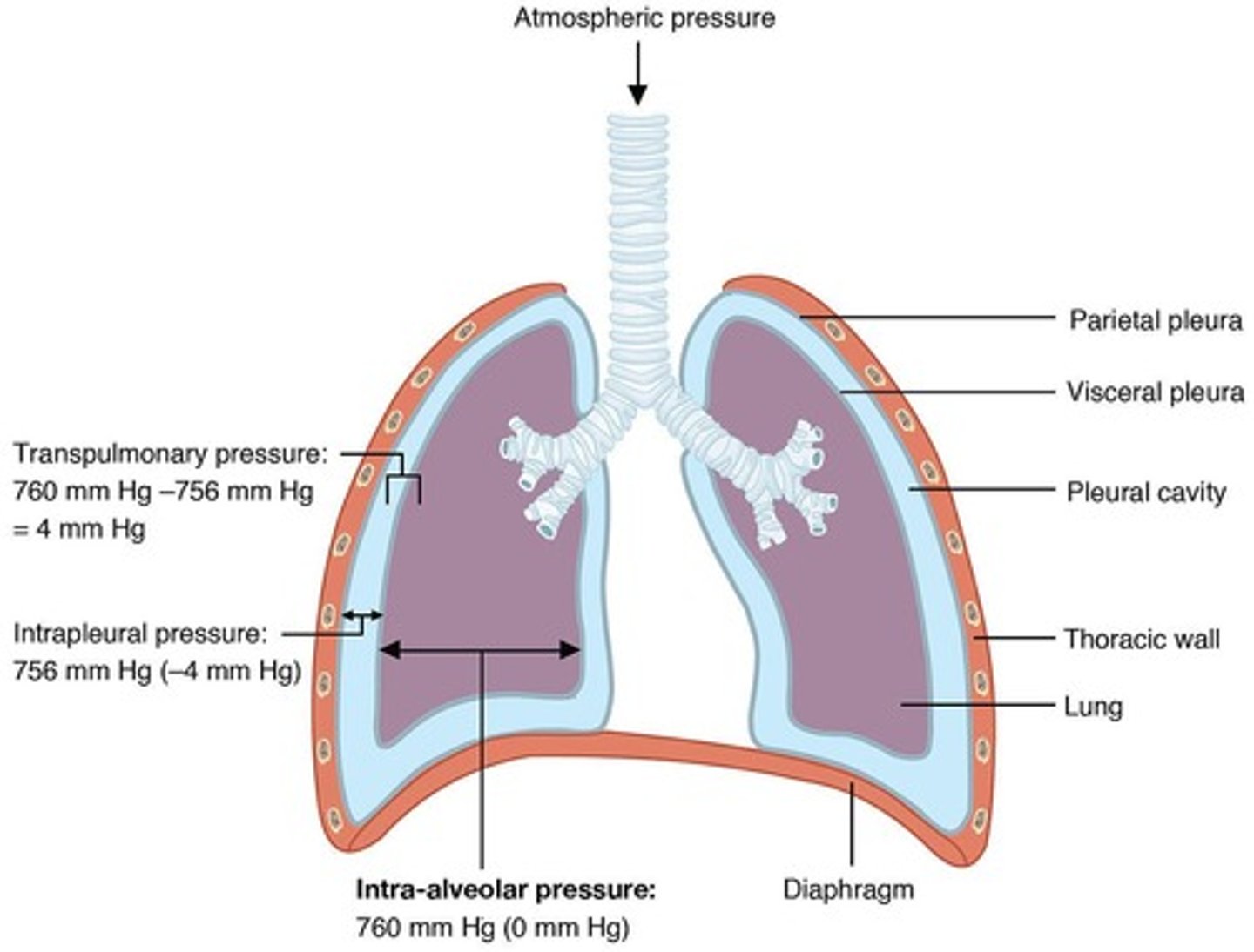 <p>Atmospheric pressure, alveolar pressure, pleural pressure, and abdominal pressure.</p>