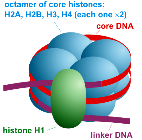 <p>The nucleosome is the basic unit of DNA packaging in eukaryotes. Each nucleosome is composed of two turns of DNA wrapped around a group of eight histone proteins (called an octamer core). Each nucleosome connects to the adjacent nucleosomes through another type of histone protein (called the H1) and a region of "linker" DNA.</p>