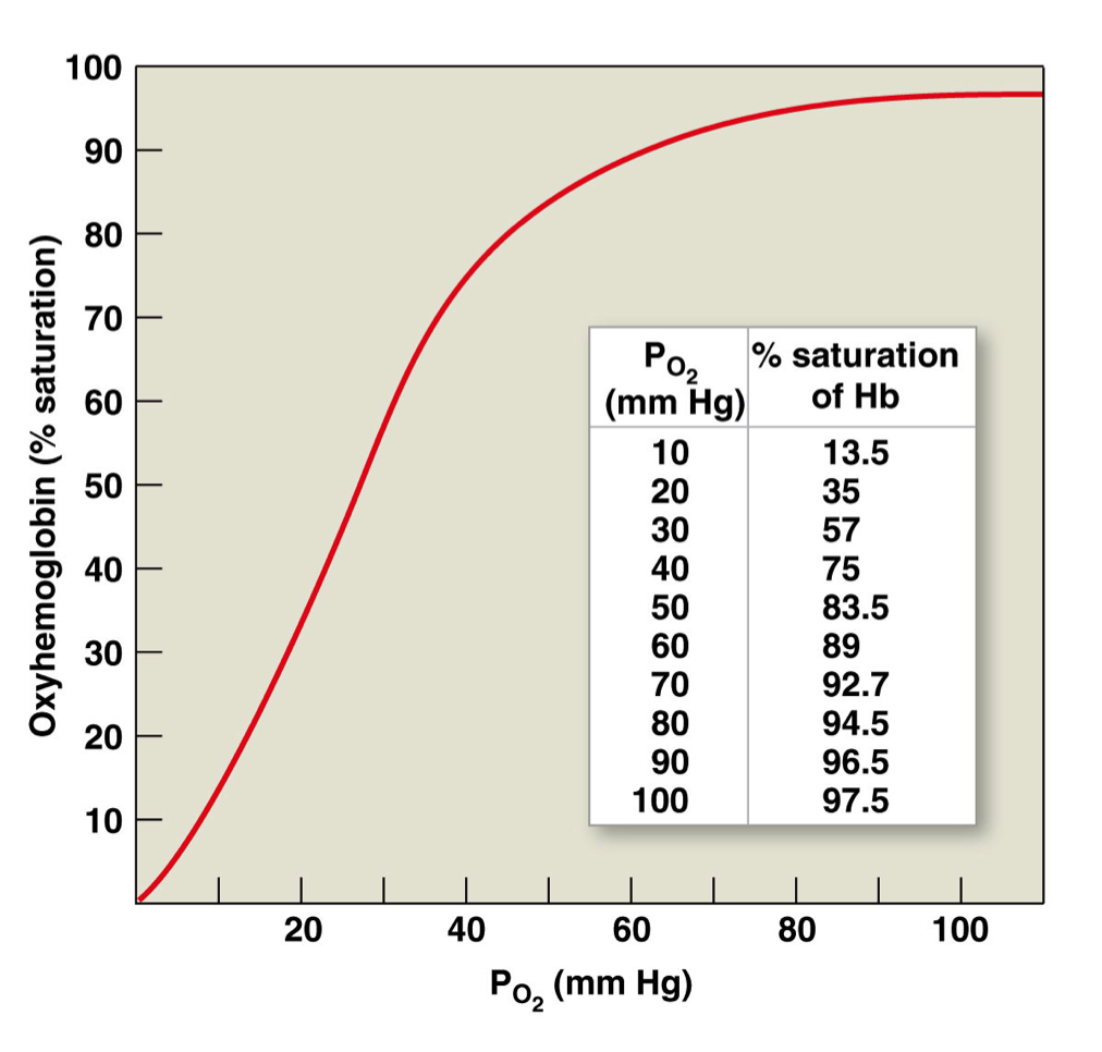 <ul><li><p>As (plasma) P<sub>O2</sub> rises, % saturation of hemoglobin increases </p></li><li><p>Sigmoidal shape: cooperative binding </p><ul><li><p>More O<sub>2</sub> attached, more likely for another O<sub>2</sub> to bind </p></li></ul></li><li><p>Oxygen loading onto one heme site facilitates loading of oxygen on remaining heme sites </p></li></ul><p></p>