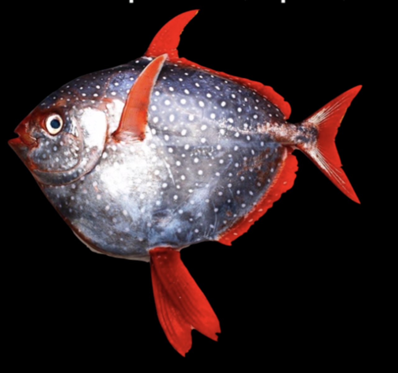 <p>opahs, oarfishes</p><p>-Protrusible upper jaw</p><p>-marine</p><p>-lack true spines</p>