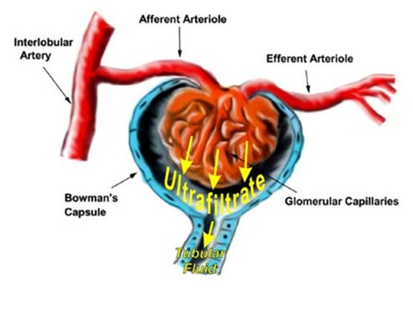 <p>Process in which hydrostatic pressure causes water and small dissolved substances and ions to move across the capillary wall into the nephron tubule</p>