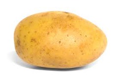 <p>a potato</p>