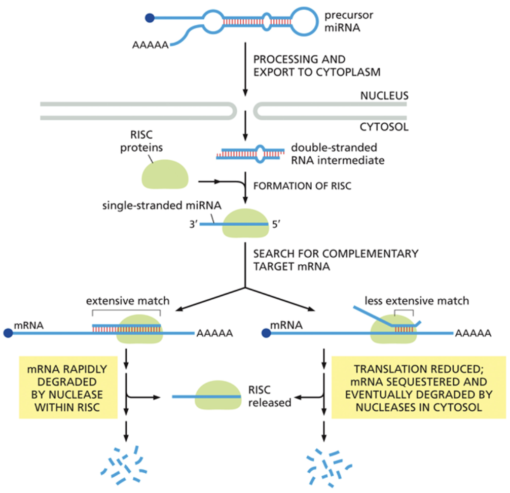 <ul><li><p><span style="background-color: transparent;"><span>When double stranded miRNA is exported out of the nucleus, a protein called RISC chooses a miRNA strand to bring to mRNA</span></span></p></li><li><p><span style="background-color: transparent;"><span>If the miRNA strand is fully complementary to the mRNA, it signals a nuclease to degrade the mRNA and prevent future translation</span></span></p></li><li><p><span style="background-color: transparent;"><span>If the miRNA strand is only partially complementary to the mRNA, it prevents a ribosome from binding to that mRNA, rather than degrading it. This serves as a temporary inhibitor of translation</span></span></p></li></ul><p></p>