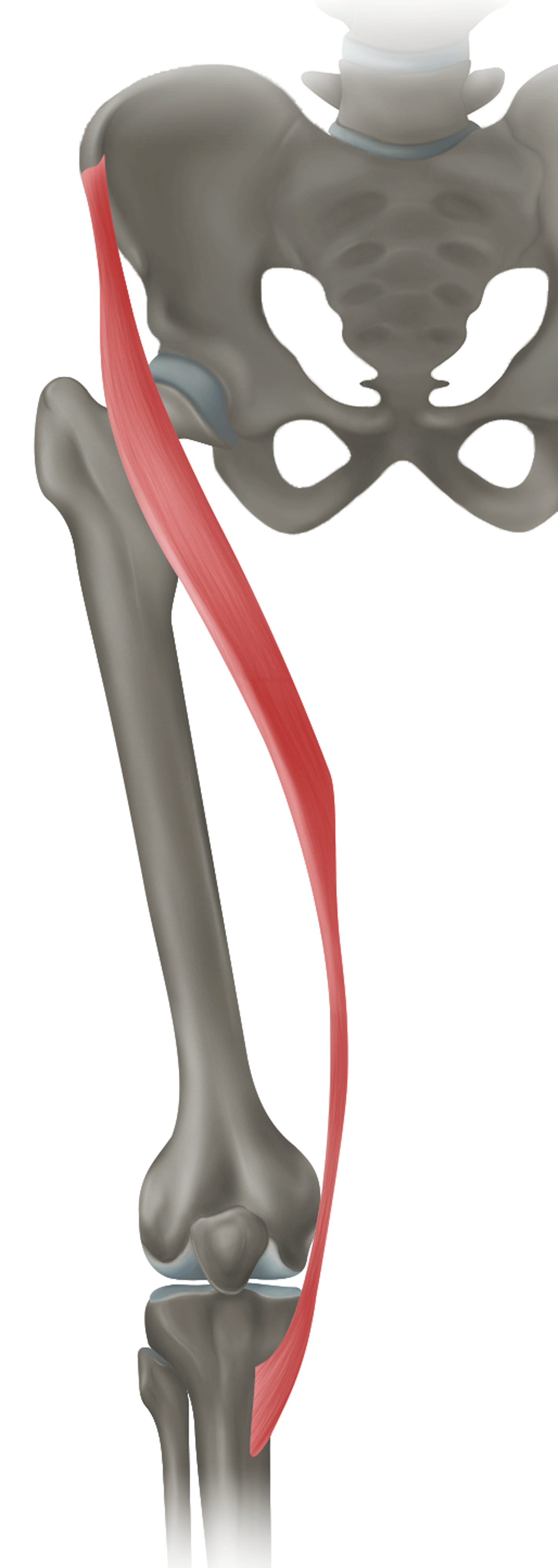 <p>m. sartorius - FUNKCE</p>