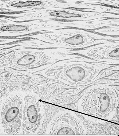<p>cell type? </p><p>structure? </p>