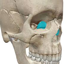 <p>located between eyes, contributes to medal wall of orbit, walls and roof of nasal cavity and nasal septum </p>