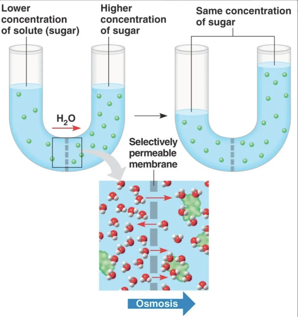 <p>Can you explain why the water level changes?</p>