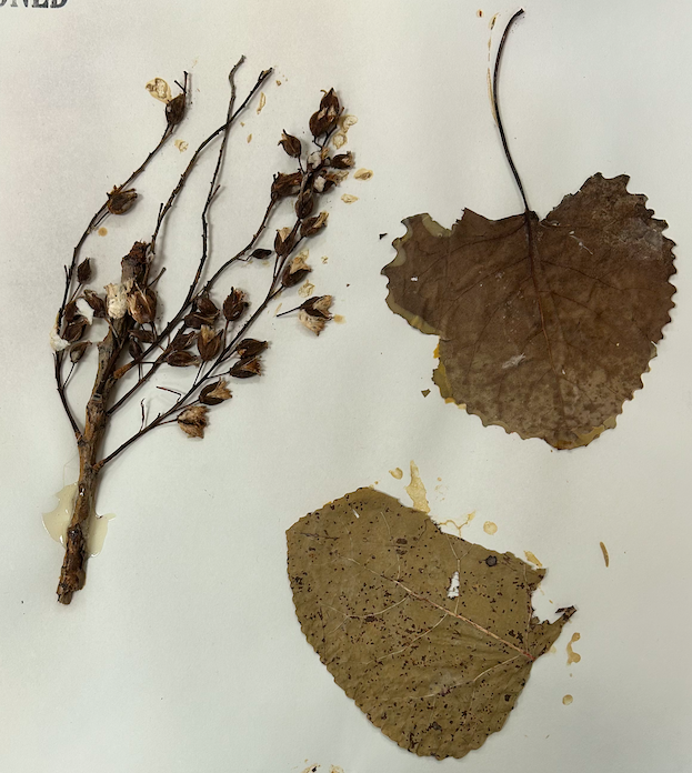 <p>Family? Genus?</p>