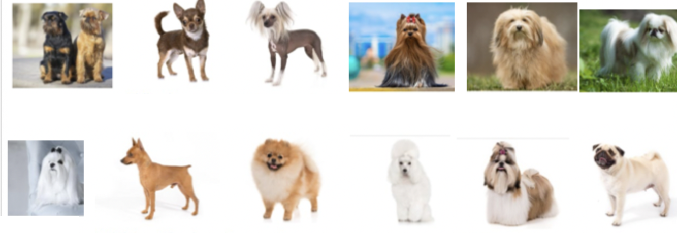 <p>These dogs belong to which breed group?</p>