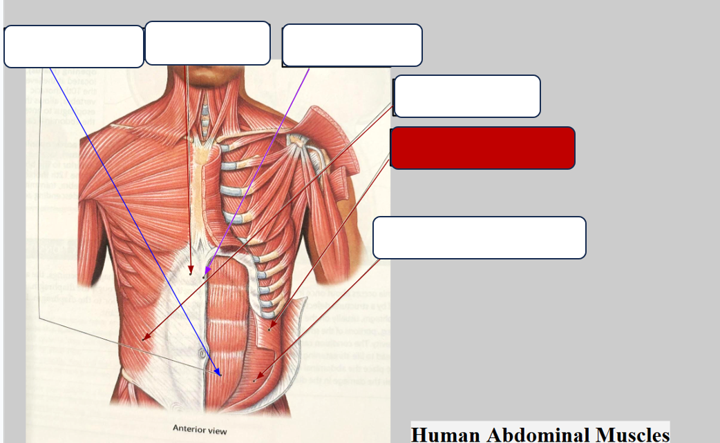 <p>Label the muscle</p>