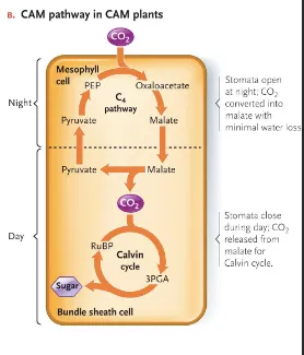<p>type of plants that fix CO2 to oxaloacetate then produce CO2 for the Calvin cycle both occuring in the mesophyll cells&nbsp;</p><ul><li><p>desert plants&nbsp;</p></li><li><p>PEP carboxylase works at night and the Calvin cycle is during the day&nbsp;&nbsp;</p></li></ul><p></p><p></p>