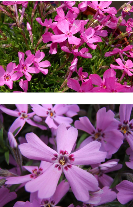 <p>Creeping phlox</p><p>Full sun</p><p>Groundcover, cottage garden</p>