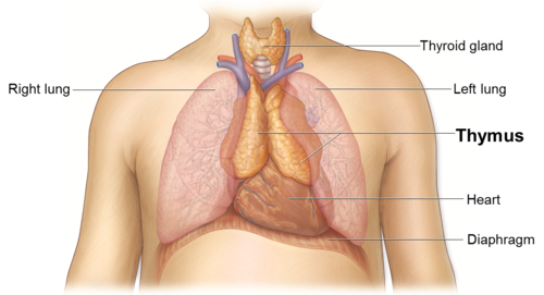 <p><span>thymus gland</span><br><span>--Respond to foreign antigens in tissue fluids</span></p>