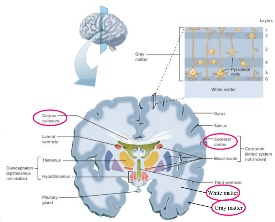 <ul><li><p>Refers to the outer layer of grey matter of the brain. </p></li><li><p>Contains trillions of neuronal cell bodies. </p></li><li><p>The inputs and outputs from the cell bodies are made of a huge number of nerve fibers. </p></li><li><p>6 layers of the cortex.</p></li></ul><p></p>