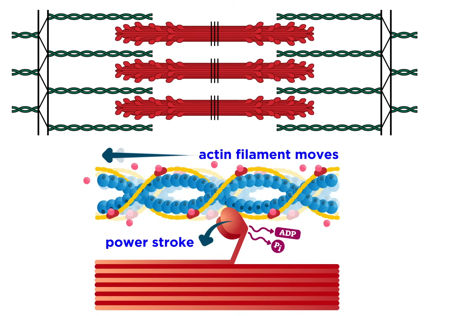 <p>troponin: has binding site for calcium</p><p>tropomyosin: “stringy-looking” cord-like structure that covers the binding site for actin</p>