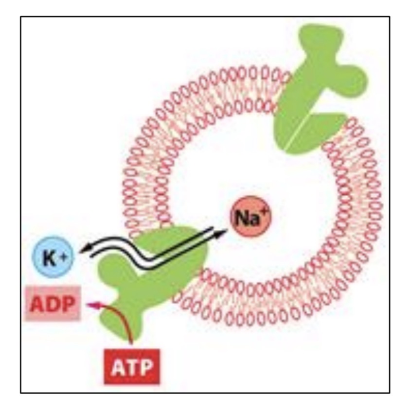 <p>Techniques: Studying the properties — liposomes</p>