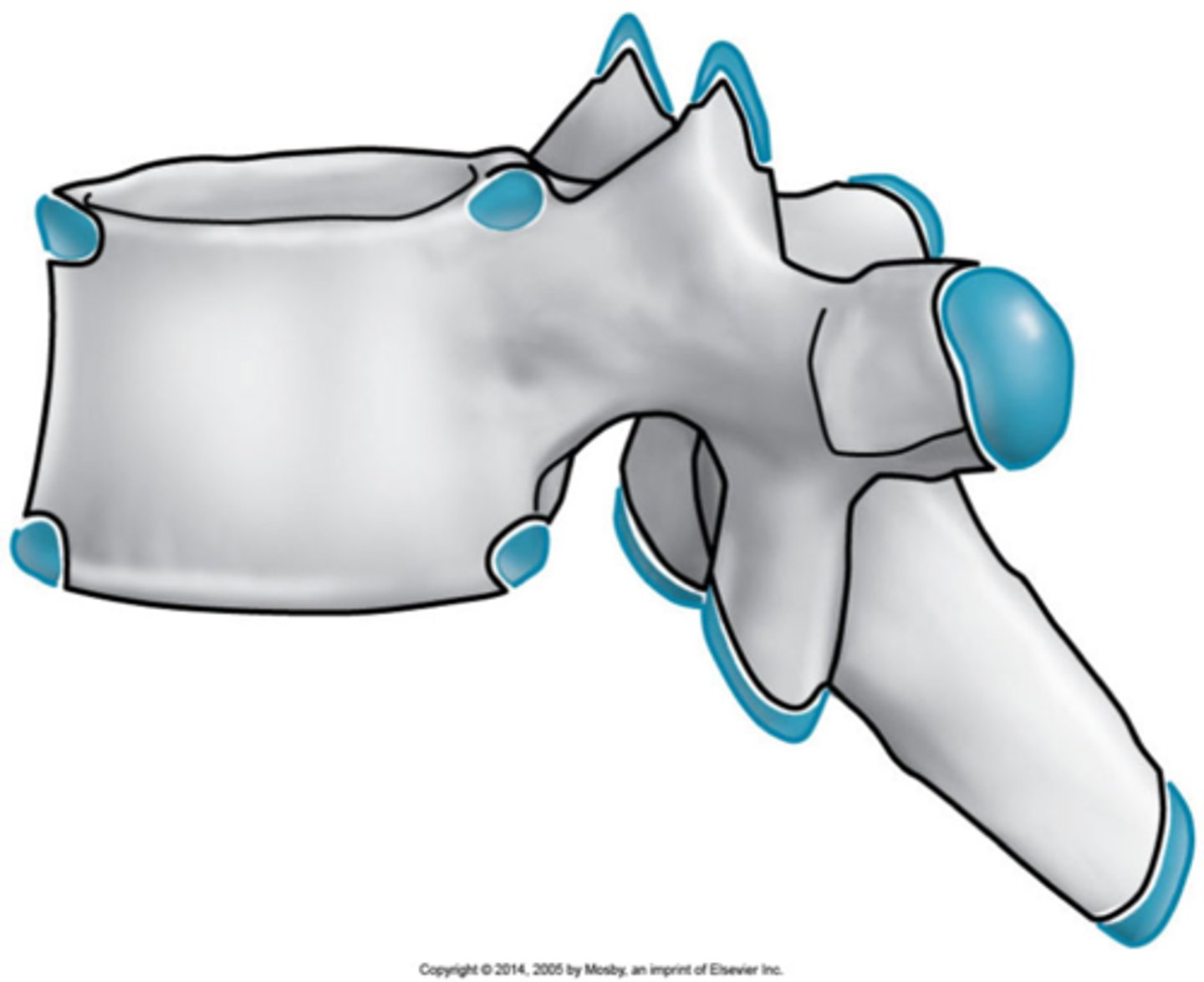 <p>At times, the growth center does not fully ossify, this leads to a lucent cleft between the secondary growth center and the parent bone</p>
