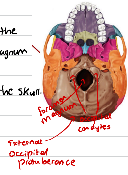 <p>A projection at the back of the skull. More prominent in men compared to women.</p>