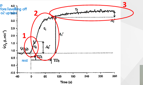 <p><strong><em><u>Procedure</u></em></strong></p><ol><li><p>track o2 uptake</p></li></ol><p><strong><em><u>Findings</u></em></strong></p><ol><li><p>O2 uptake goes up</p></li><li><p>Steep increase before levelling off</p></li><li><p>Slight increase of o2 uptake</p></li></ol><p></p>