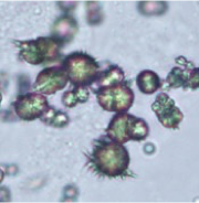 <p>What crystal is this?</p>