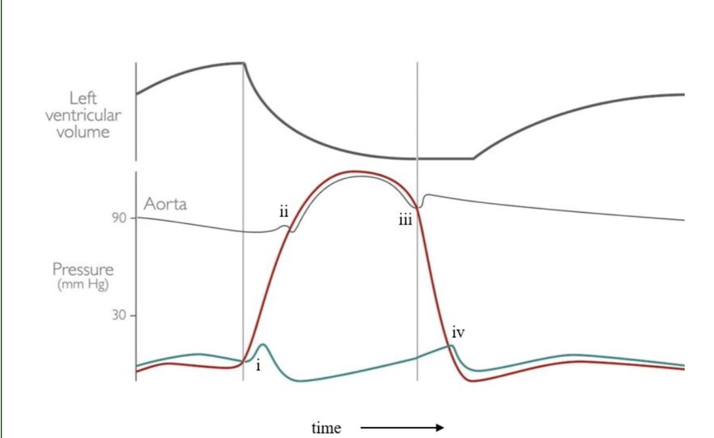 <p>Using the above Wigger's diagram, match the corresponding event in the cardiac cycle to the correct Roman numeral.</p>