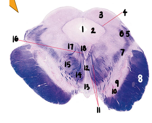 <p>What are structures 1-3, 8-9, and 15?</p>