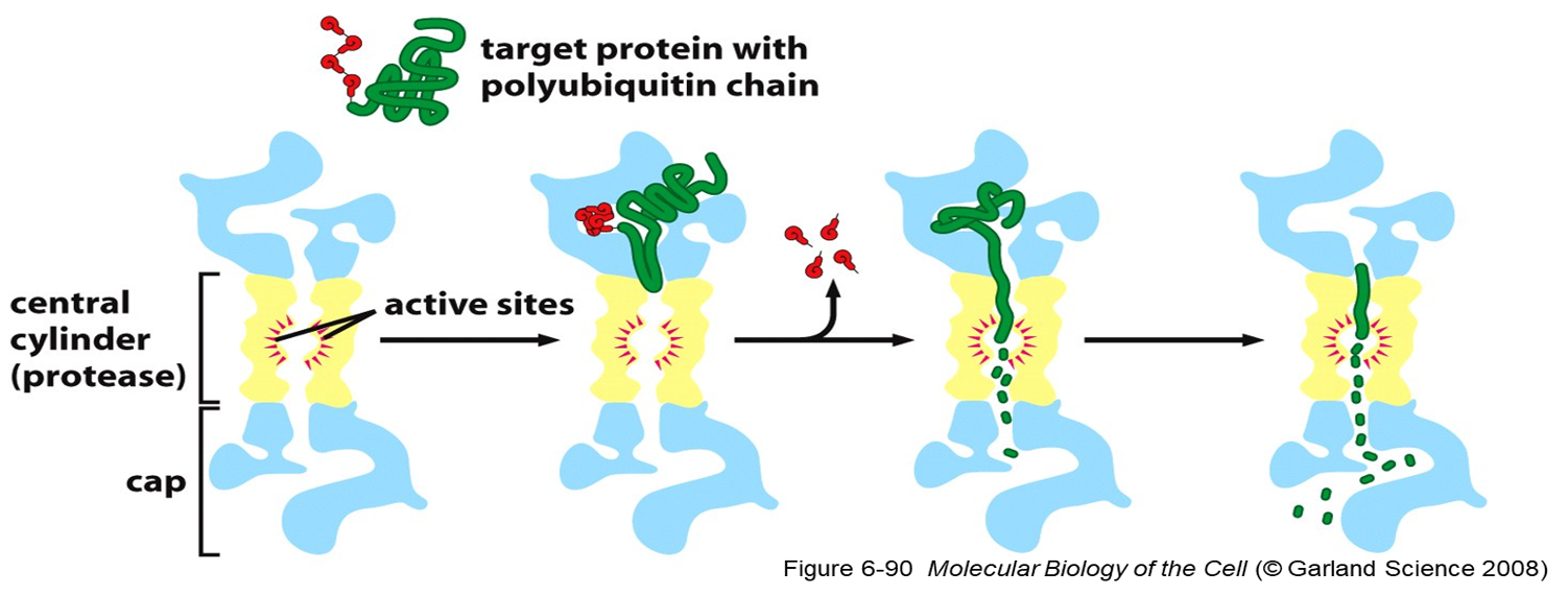 <p><span>•poly-ubiquitin chain.</span></p><p><span>•Translocate target proteins into core-degraded.</span></p><p></p>