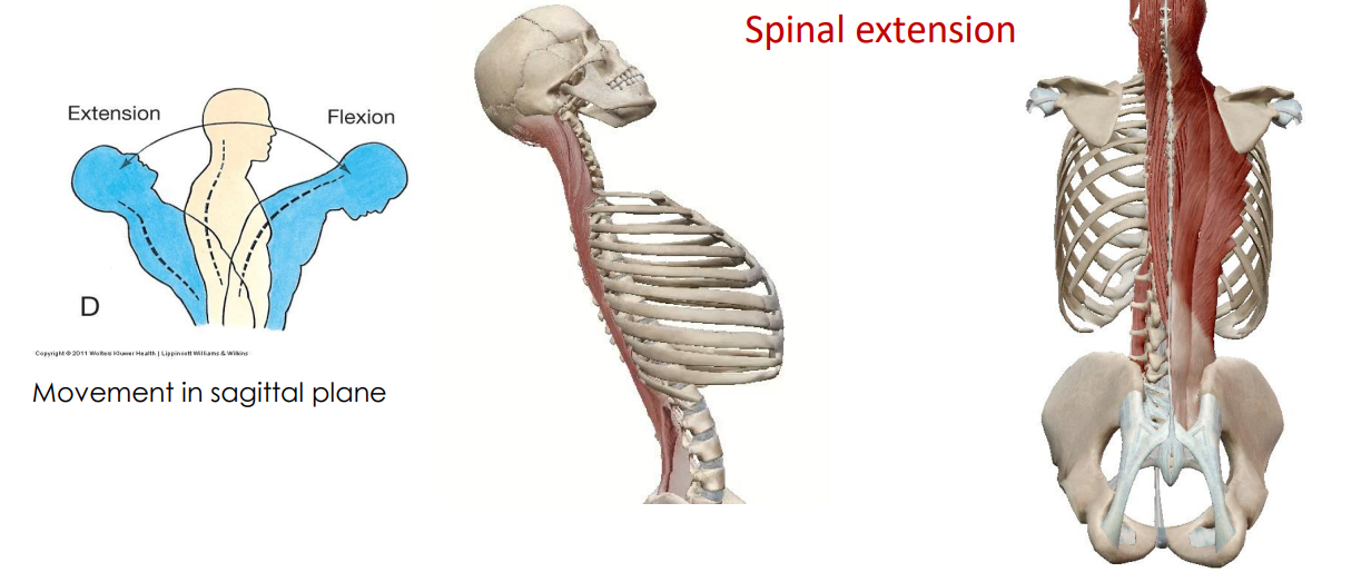 <p>- movement of spine</p><p>- 9 muscles</p><p>- spinal extension</p><p>ANIMATION ON SLIDE 15</p>