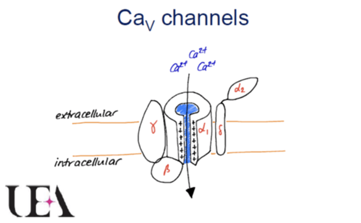 <p>- Contains the main α1 subunit as well as auxiliary subunits e.g., β subunit, γ subunit and an α2 subunit connected to δ subunit.</p><p>- α1 subunit forms a pore in which Ca2+ ions move through.</p><p>- Auxiliary subunits are beside the main α1 subunits.</p>