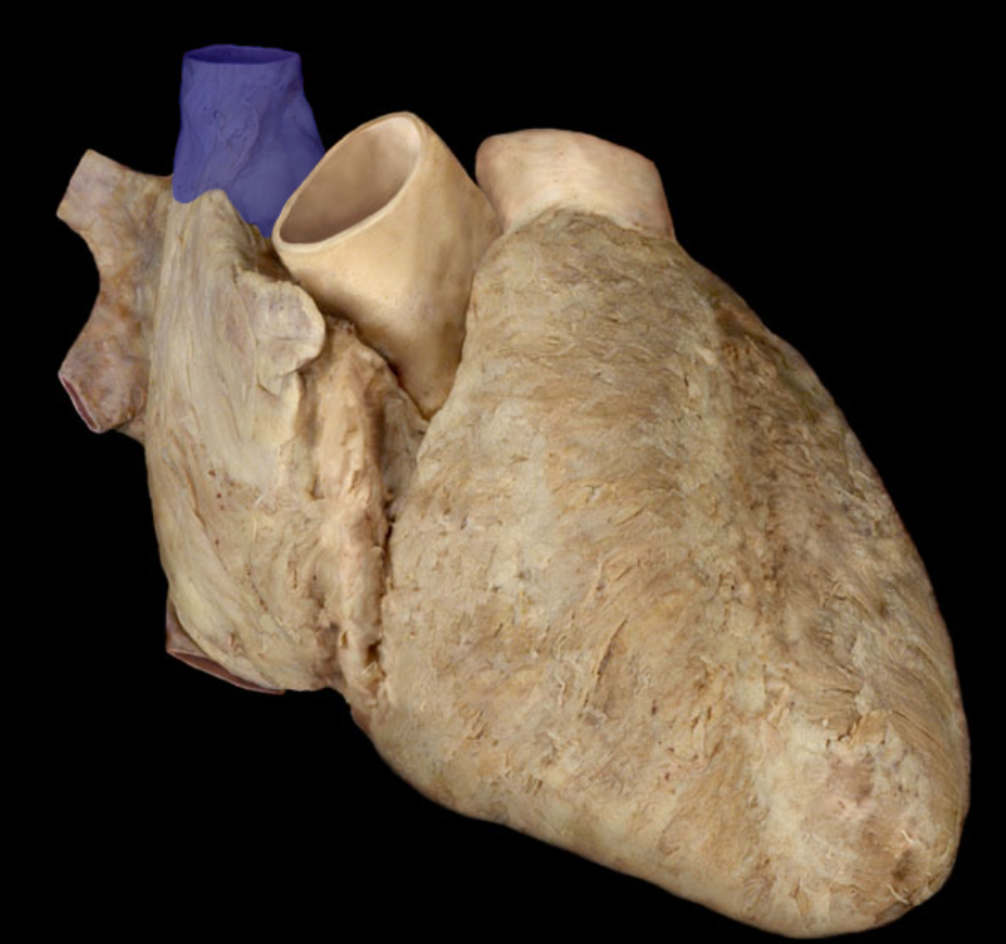 <p>Identify the structure</p>