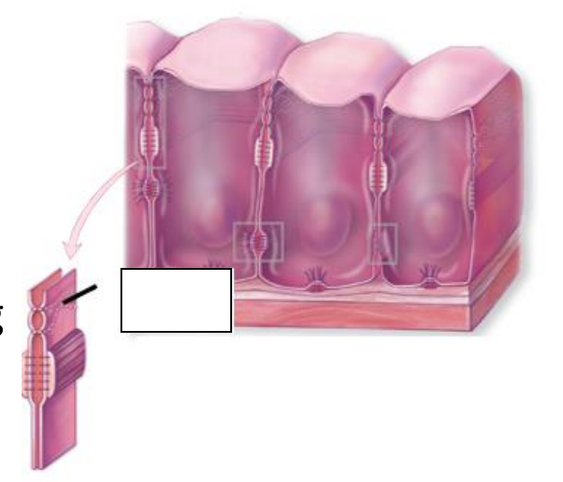 <p>What function does a<strong> tight junction</strong> serve?</p>