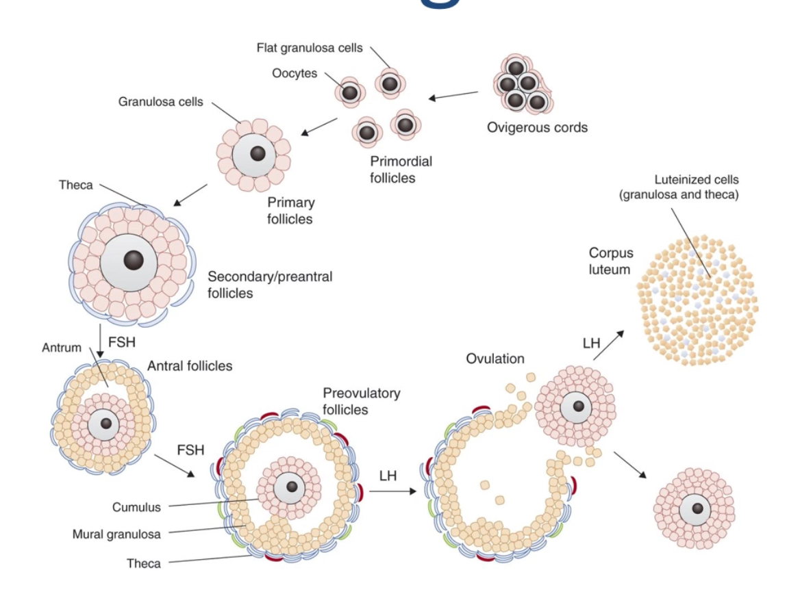 <p>Folliculogenesis is the process of follicle growth and development, beginning with primordial follicles laid down during fetal life, through to the formation of a dominant follicle ready for ovulation. This includes oocyte growth, granulosa and theca cell proliferation, antrum formation, and hormonal regulation.</p>
