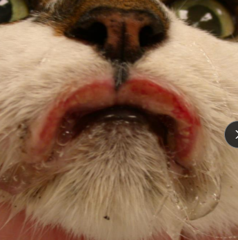 <ul><li><p><span style="color: rgb(136, 136, 136);"><strong>Et:</strong> </span>Group of <strong>reactive skin, mucocutaneous, and oral lesions in cats</strong></p><ul><li><p>Not a final diagnosis, indicates reactive pattern</p></li></ul></li><li><p><span style="color: rgb(136, 136, 136);"><strong>Cs:</strong> 3 types: </span><strong><u>Indolent ulcer, Eosinophilic plaque and granuloma</u></strong></p></li><li><p><span style="color: rgb(136, 136, 136);"><strong>Tx: </strong></span>glucocorticoids, antibiotics, antifungals, Atopica, cryosurgery, laser, sx excision</p></li></ul><p></p>