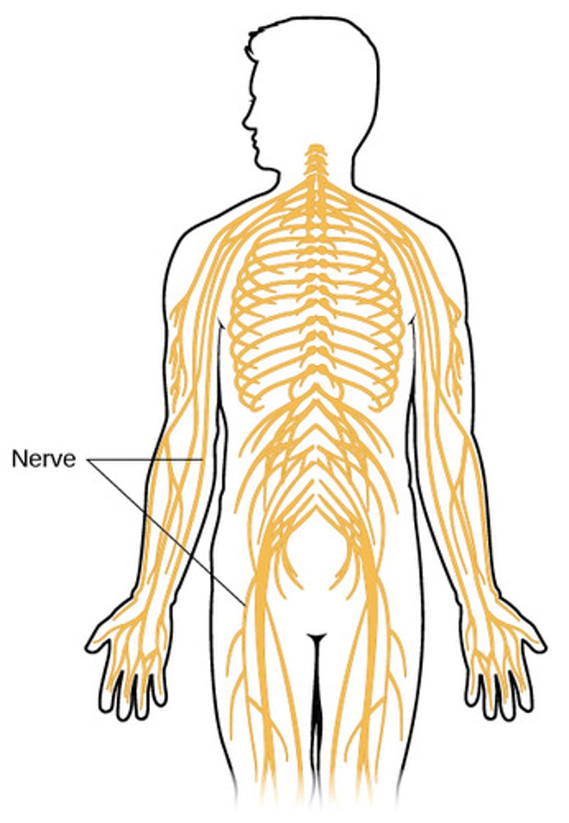 <p>Contains: Nerves extending from the brain and spinal cord</p><p>Functions: Serve as communication lines among lines among sensory organs, the brain and spinal cord, and glands or muscles.</p>