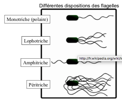<ul><li><p>monotriche </p></li><li><p>lopotriche</p></li><li><p>amphitriche </p></li><li><p>peritriche </p></li></ul>