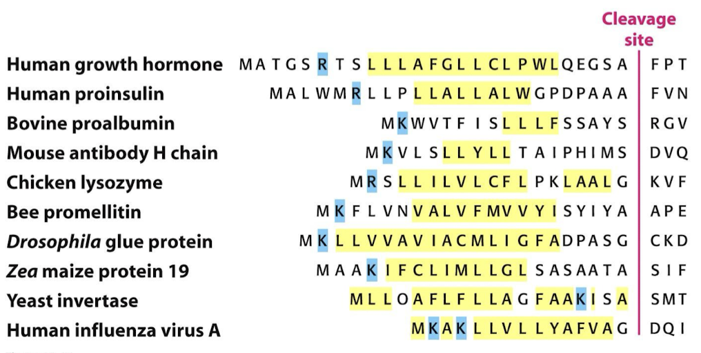 <p>9-12 hydrophobic amino acids with positively charged amino acids located at the N-terminus. A signal peptidase in the lumen of the ER will remove the signal sequence.</p>