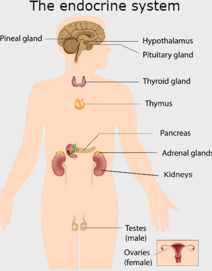 regulates growth + controls other endocrine glands-- top leader gland of endocrine system, but is influenced by hypothalamus (91)