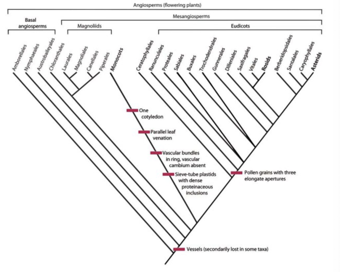 <p>Magnoliids and Eudicots.</p><p>Basal Angiosperms + Mesangiosperms </p>