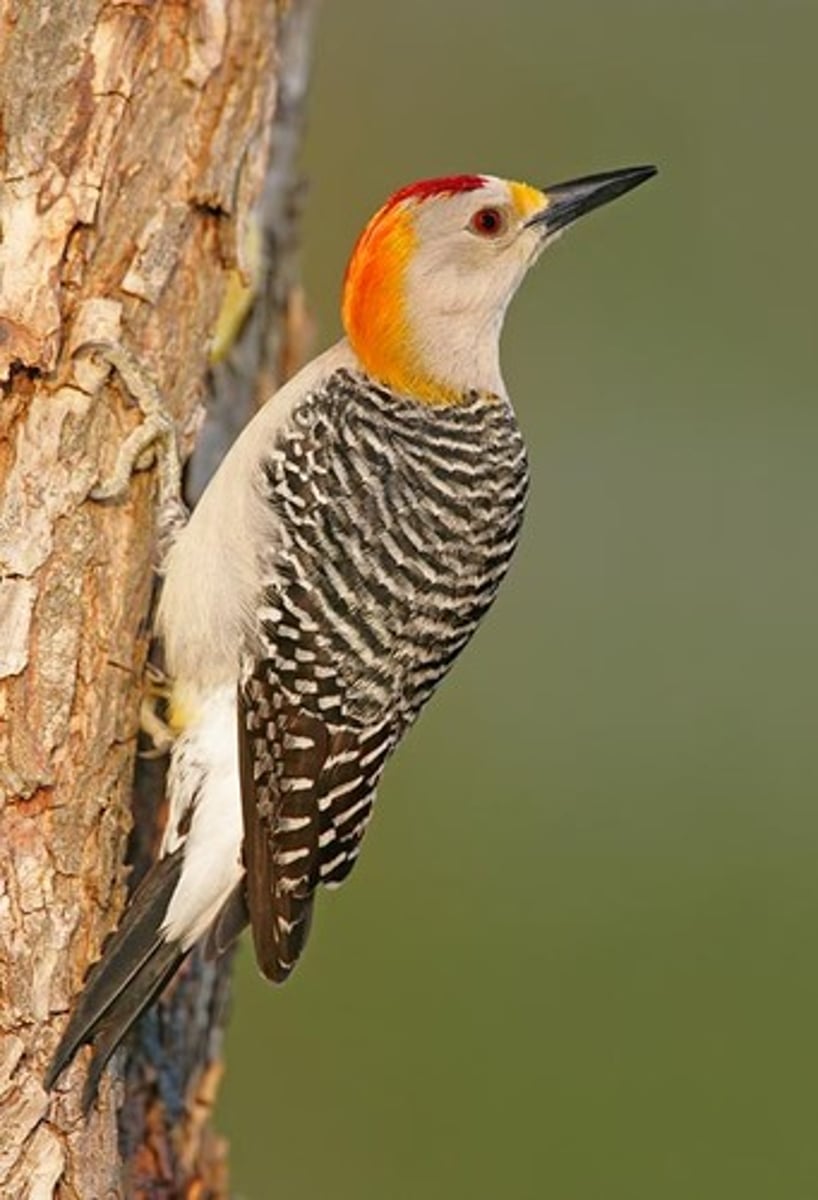 <p>Piciformes</p><p>Picidae</p>