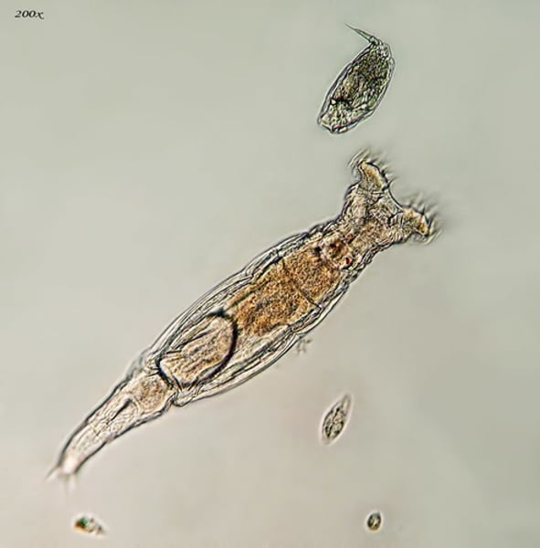 <p>Rotifers and Acanthocephalans</p>