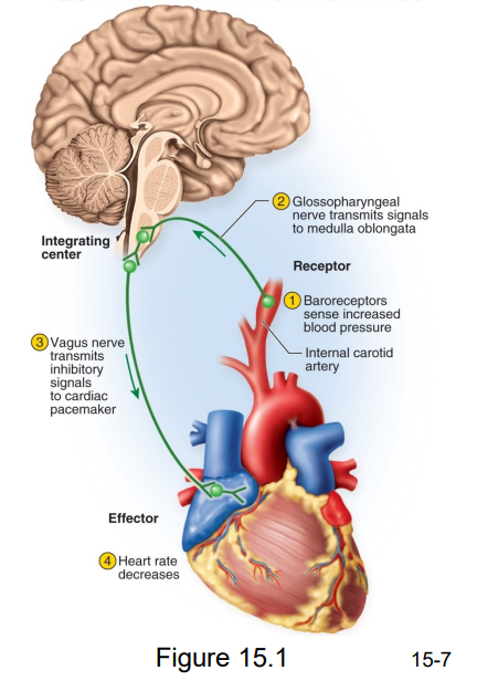 <p>Baroreceptor Reflex</p>