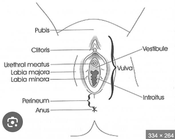 <p>Part of<strong> </strong><span style="color: blue;"><strong>external genitalia located between</strong></span> the<strong> </strong><span style="color: blue;"><strong>vagina</strong></span> and the<strong> </strong><span style="color: blue;"><strong>labia</strong></span> (<em>lips of vulva</em>) </p>