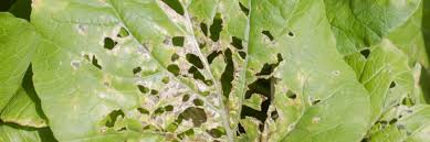 <p>What disease is this?</p>