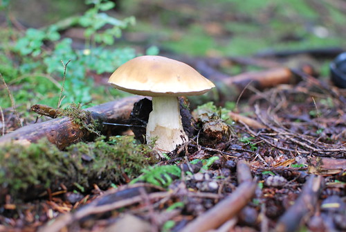 <p>ein Pilz / Champignon</p>