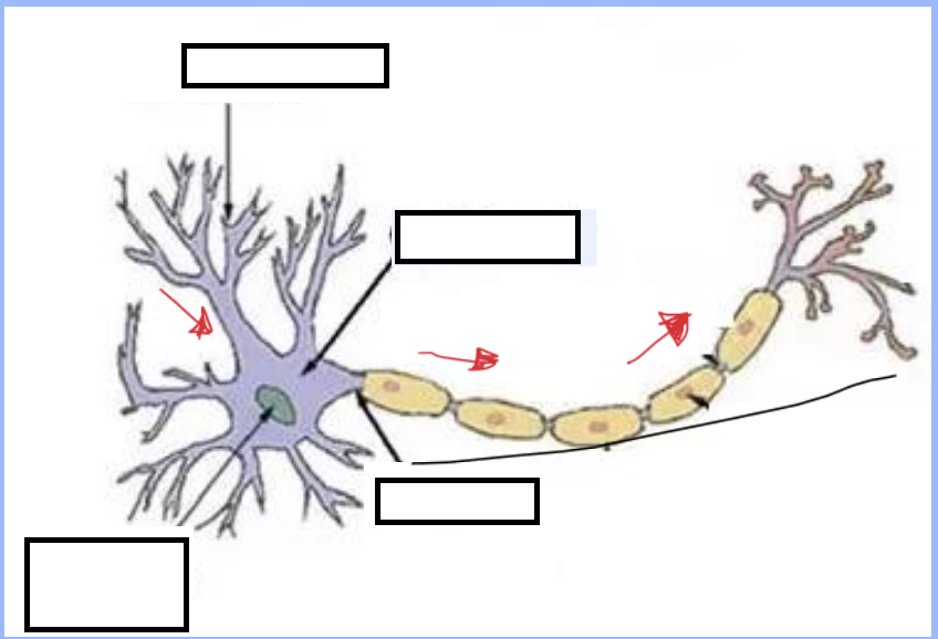 <p>1.DENDRITES</p><ol start="2"><li><p>Cell Body</p></li><li><p>Axon</p></li></ol><p></p>