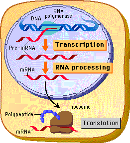 <p>synthesis of an RNA molecule from a DNA template</p>