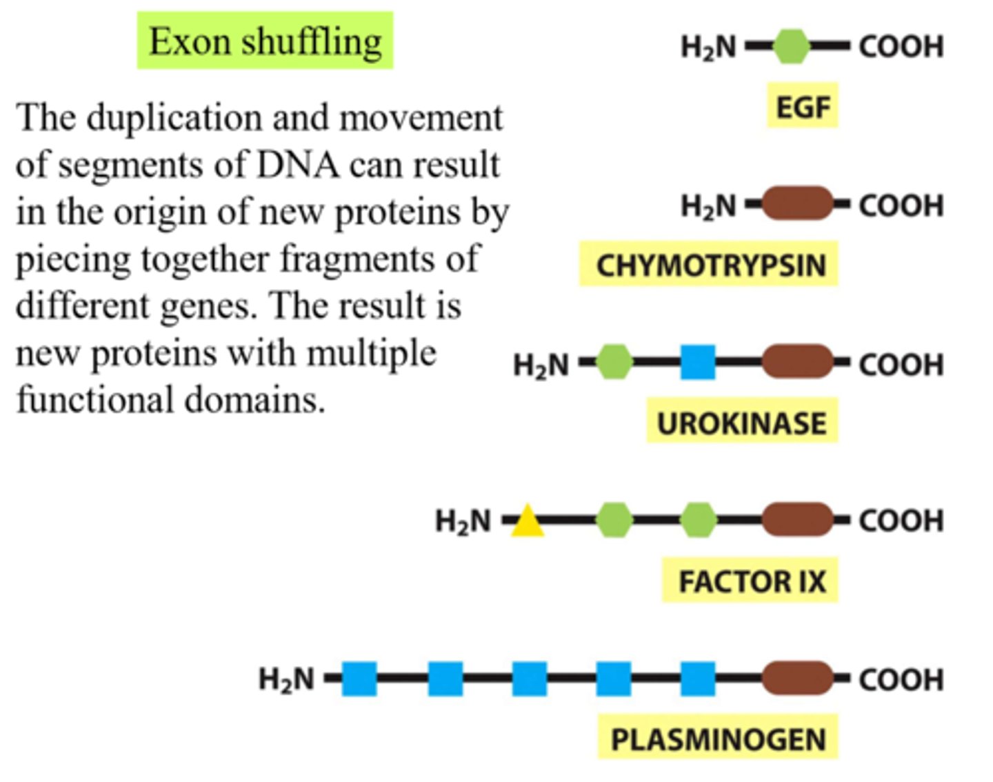 <p>can result in the origin of new proteins by piecing together fragments of different genes.</p>
