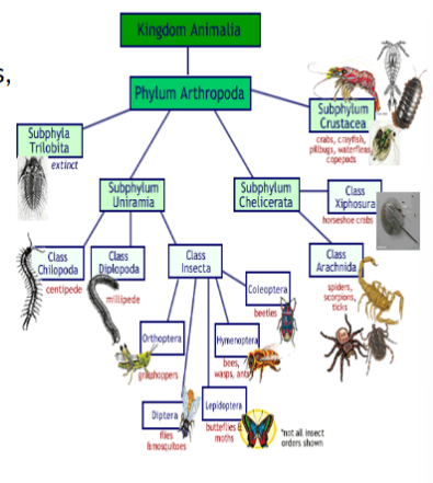 <p>subphylum of arthropods, shrimp, lobster, crabs and more, </p>