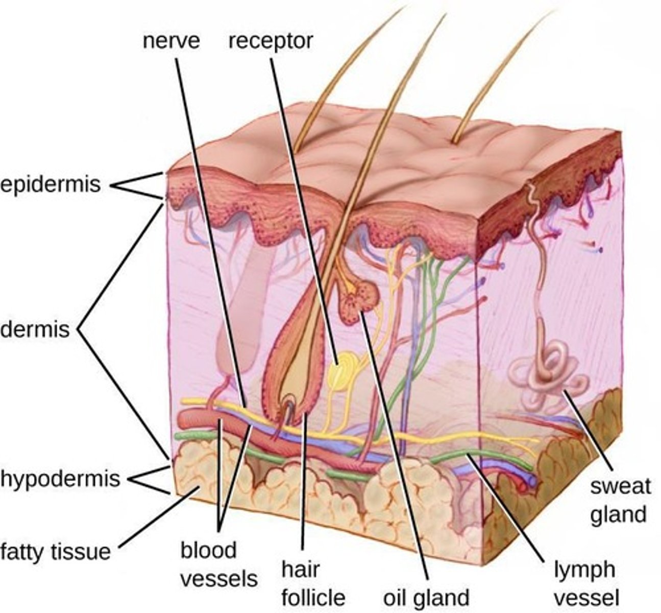 <p>Primary physical barrier against environmental pathogens.</p>